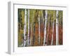 Autumn Foliage, South Dakota, USA-Walter Bibikow-Framed Photographic Print