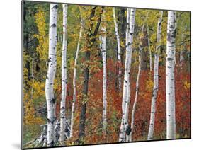 Autumn Foliage, South Dakota, USA-Walter Bibikow-Mounted Photographic Print