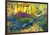 Autumn foliage, Tumwater Canyon, Wenatchee National Forest, WA.-Michel Hersen-Framed Photographic Print