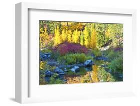 Autumn foliage, Tumwater Canyon, Wenatchee National Forest, WA.-Michel Hersen-Framed Photographic Print