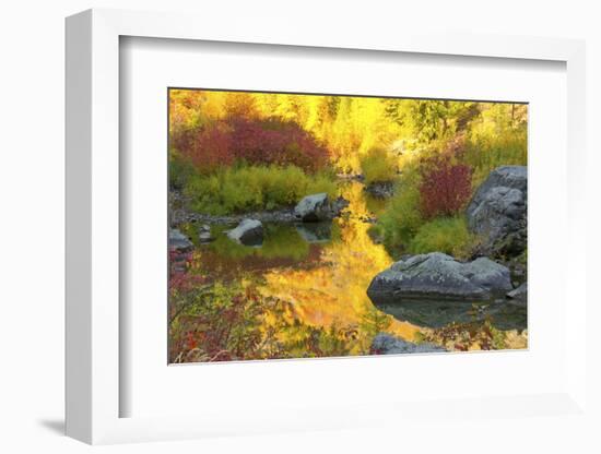 Autumn foliage, Tumwater Canyon, Wenatchee National Forest, WA.-Michel Hersen-Framed Photographic Print