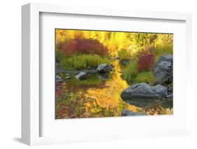 Autumn foliage, Tumwater Canyon, Wenatchee National Forest, WA.-Michel Hersen-Framed Photographic Print