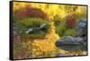 Autumn foliage, Tumwater Canyon, Wenatchee National Forest, WA.-Michel Hersen-Framed Stretched Canvas