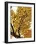 Autumn Foliage-Ylva Solberg-Framed Giclee Print