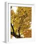 Autumn Foliage-Ylva Solberg-Framed Giclee Print