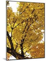 Autumn Foliage-Ylva Solberg-Mounted Giclee Print