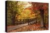 Autumn Footbridge-Jessica Jenney-Stretched Canvas