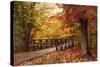 Autumn Footbridge-Jessica Jenney-Stretched Canvas