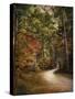 Autumn Forest 2-Jai Johnson-Stretched Canvas