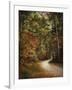 Autumn Forest 2-Jai Johnson-Framed Premium Photographic Print
