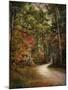 Autumn Forest 2-Jai Johnson-Mounted Premium Photographic Print