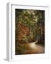 Autumn Forest 2-Jai Johnson-Framed Photographic Print