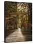 Autumn Forest 3-Jai Johnson-Stretched Canvas