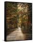 Autumn Forest 3-Jai Johnson-Framed Stretched Canvas