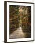 Autumn Forest 3-Jai Johnson-Framed Photographic Print