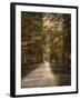 Autumn Forest 3-Jai Johnson-Framed Photographic Print