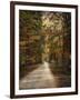 Autumn Forest 3-Jai Johnson-Framed Photographic Print