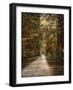 Autumn Forest 3-Jai Johnson-Framed Photographic Print