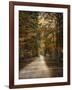 Autumn Forest 3-Jai Johnson-Framed Photographic Print