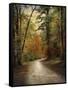 Autumn Forest 4-Jai Johnson-Framed Stretched Canvas