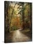 Autumn Forest 4-Jai Johnson-Stretched Canvas