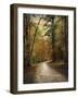 Autumn Forest 4-Jai Johnson-Framed Premium Photographic Print