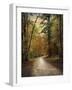 Autumn Forest 4-Jai Johnson-Framed Premium Photographic Print