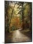 Autumn Forest 4-Jai Johnson-Mounted Premium Photographic Print