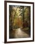 Autumn Forest 4-Jai Johnson-Framed Premium Photographic Print