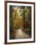 Autumn Forest 4-Jai Johnson-Framed Premium Photographic Print