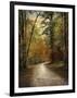 Autumn Forest 4-Jai Johnson-Framed Photographic Print