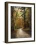 Autumn Forest 4-Jai Johnson-Framed Photographic Print