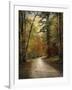 Autumn Forest 4-Jai Johnson-Framed Photographic Print