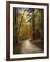 Autumn Forest 4-Jai Johnson-Framed Photographic Print