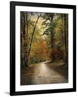 Autumn Forest 4-Jai Johnson-Framed Photographic Print