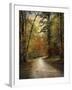 Autumn Forest 4-Jai Johnson-Framed Photographic Print