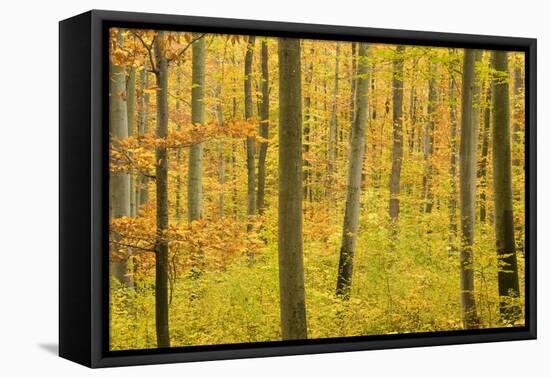 Autumn Forest a Forest in Brightly Coloured Autumn-null-Framed Stretched Canvas