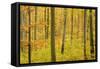 Autumn Forest a Forest in Brightly Coloured Autumn-null-Framed Stretched Canvas