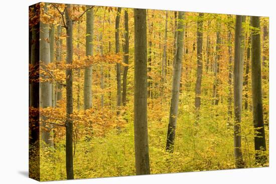 Autumn Forest a Forest in Brightly Coloured Autumn-null-Stretched Canvas