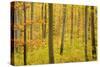 Autumn Forest a Forest in Brightly Coloured Autumn-null-Stretched Canvas