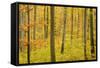 Autumn Forest a Forest in Brightly Coloured Autumn-null-Framed Stretched Canvas