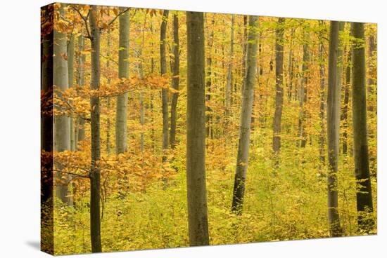 Autumn Forest a Forest in Brightly Coloured Autumn-null-Stretched Canvas