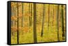 Autumn Forest a Forest in Brightly Coloured Autumn-null-Framed Stretched Canvas