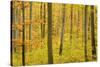 Autumn Forest a Forest in Brightly Coloured Autumn-null-Stretched Canvas