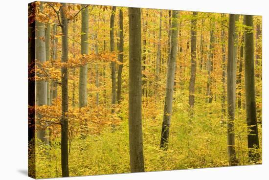 Autumn Forest a Forest in Brightly Coloured Autumn-null-Stretched Canvas
