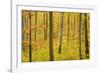 Autumn Forest a Forest in Brightly Coloured Autumn-null-Framed Photographic Print