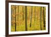 Autumn Forest a Forest in Brightly Coloured Autumn-null-Framed Photographic Print