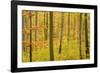 Autumn Forest a Forest in Brightly Coloured Autumn-null-Framed Photographic Print