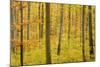 Autumn Forest a Forest in Brightly Coloured Autumn-null-Mounted Photographic Print