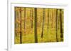Autumn Forest a Forest in Brightly Coloured Autumn-null-Framed Photographic Print